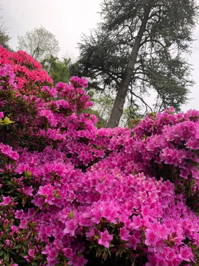 Giardini Magnolia Leilighet Belgirate Eksteriør bilde